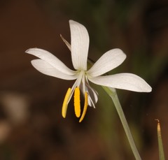 Hesperantha bachmannii