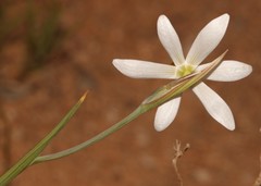Hesperantha bachmannii