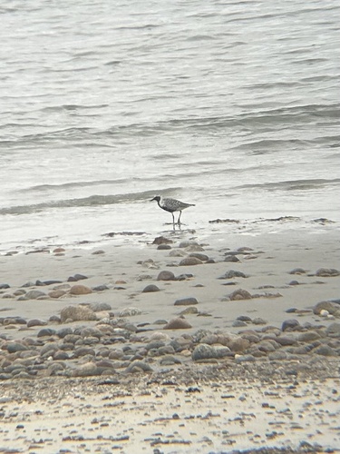 Black-bellied Plover