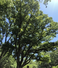 Quercus austrina