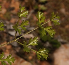Annesorhizeae