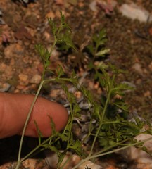 Annesorhizeae