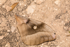 Antheraea oculea