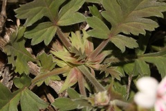 Pelargonium pulchellum
