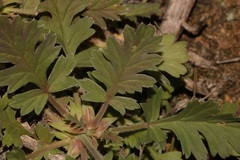 Pelargonium pulchellum
