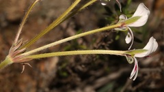 Pelargonium pulchellum