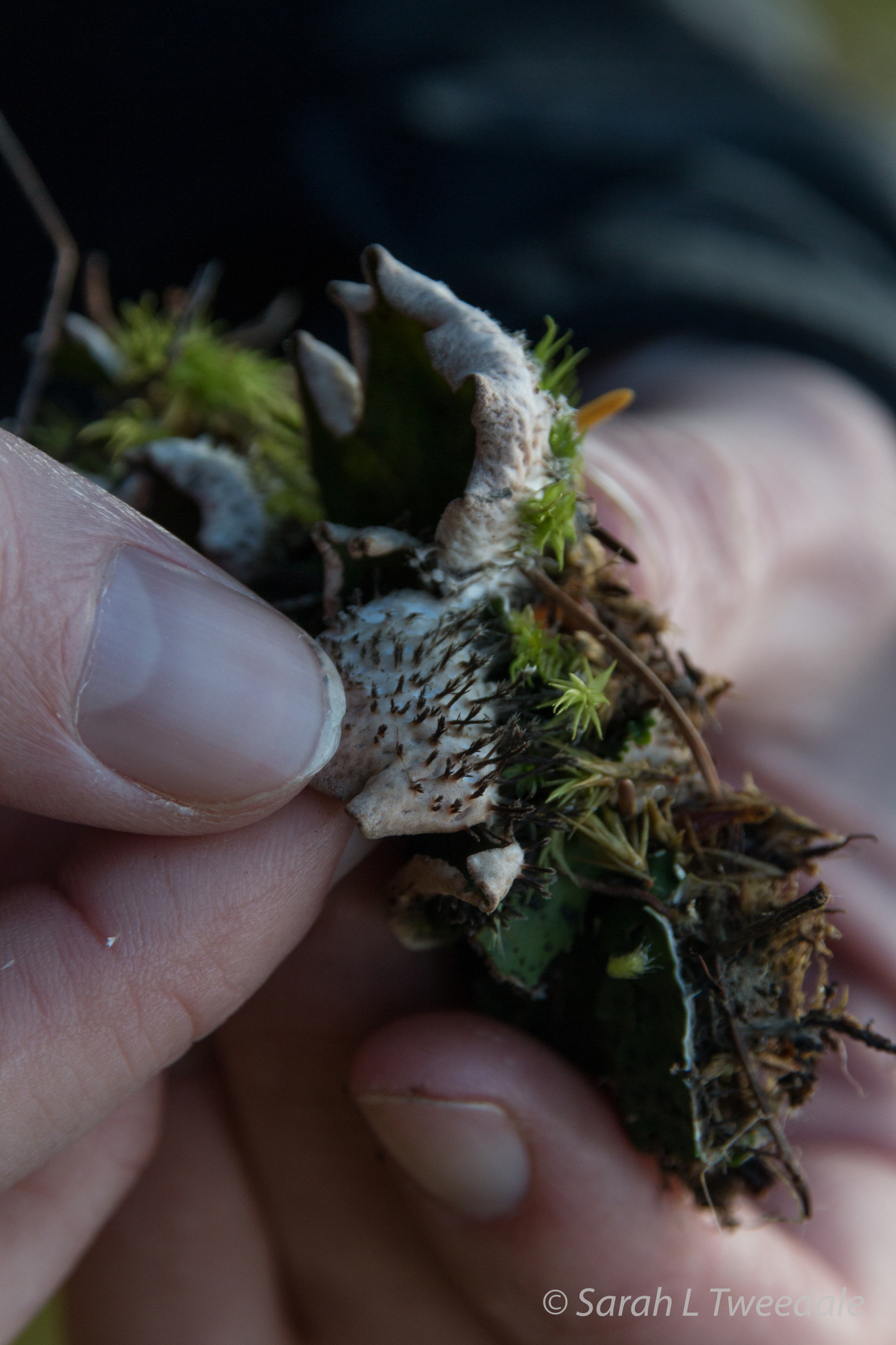 Peltigera britannica image
