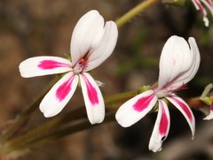 Pelargonium pulchellum
