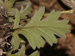 Pelargonium pulchellum