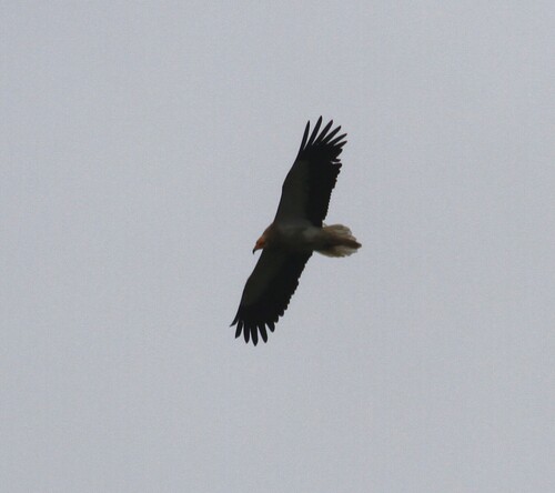 Egyptian Vulture