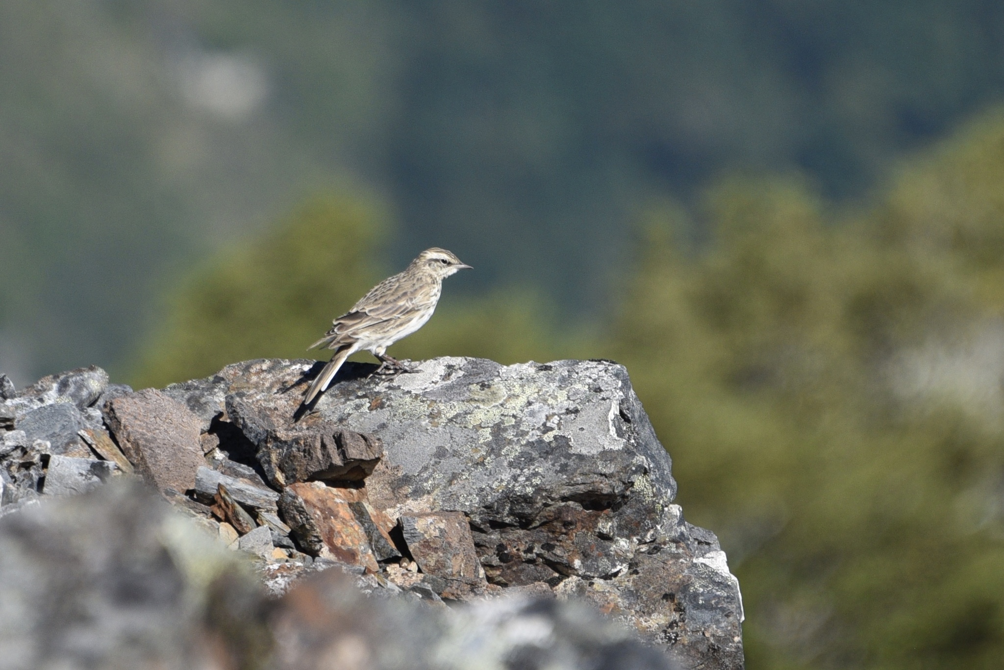 New Zealand Pipit