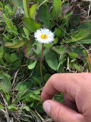 Erigeron procumbens