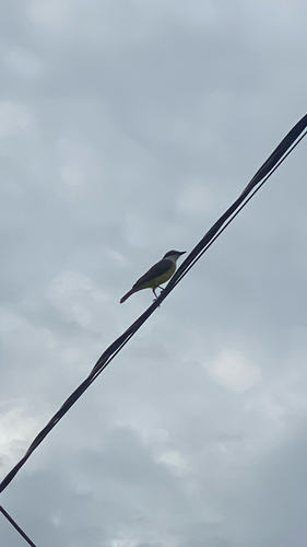 Great Kiskadee