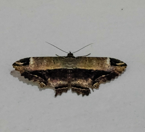 Ronania marmorides