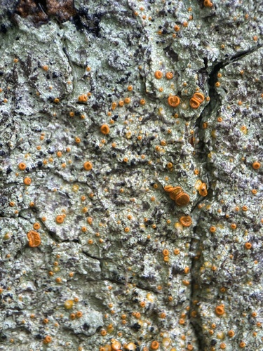 Lopadium observed 2026-05-23