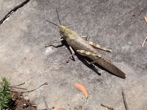 Egyptian Bird Grasshopper