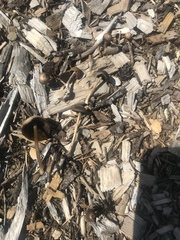 Psathyrella longicauda