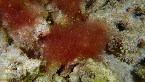 Acrosymphyton taylorii observed 2026-05-22