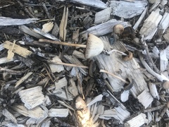 Psathyrella longicauda