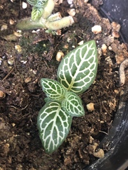 Fittonia