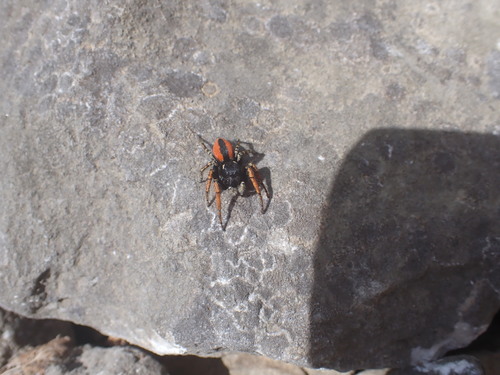 Red-bellied Jumping Spider