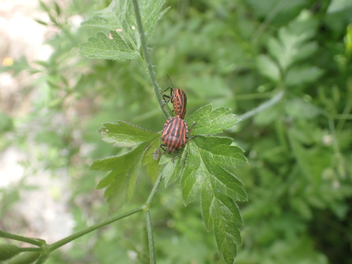 Continental Striped Shield Bug