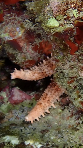 Mithrodia fisheri observed 2026-05-22