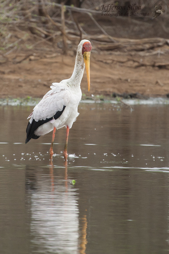 iNaturalist image