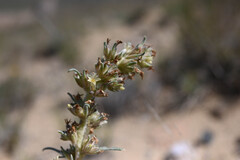 Ipomopsis spicata, photograph (c) Anders Hastings, some rights reserved (CC BY)