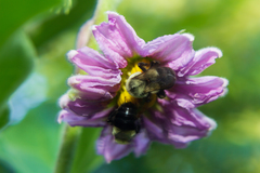Bombus impatiens