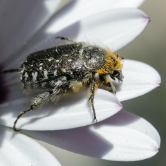 Oxythyrea funesta