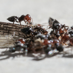 Crematogaster scutellaris