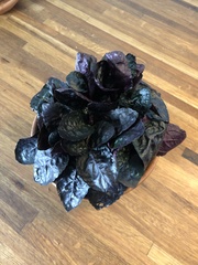 Hemigraphis alternata