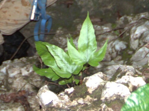 Tectaria heracleifolia, photograph 2