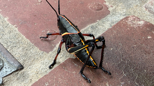 Eastern Lubber Grasshopper