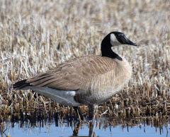 Branta canadensis moffitti