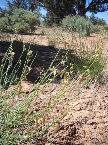 Astragalus lancearius