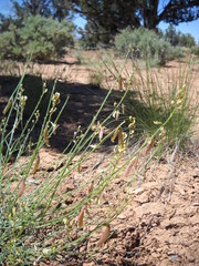 Astragalus episcopus lancearius