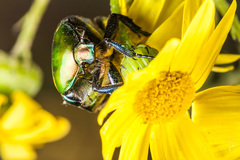 Protaetia cuprea ignicollis