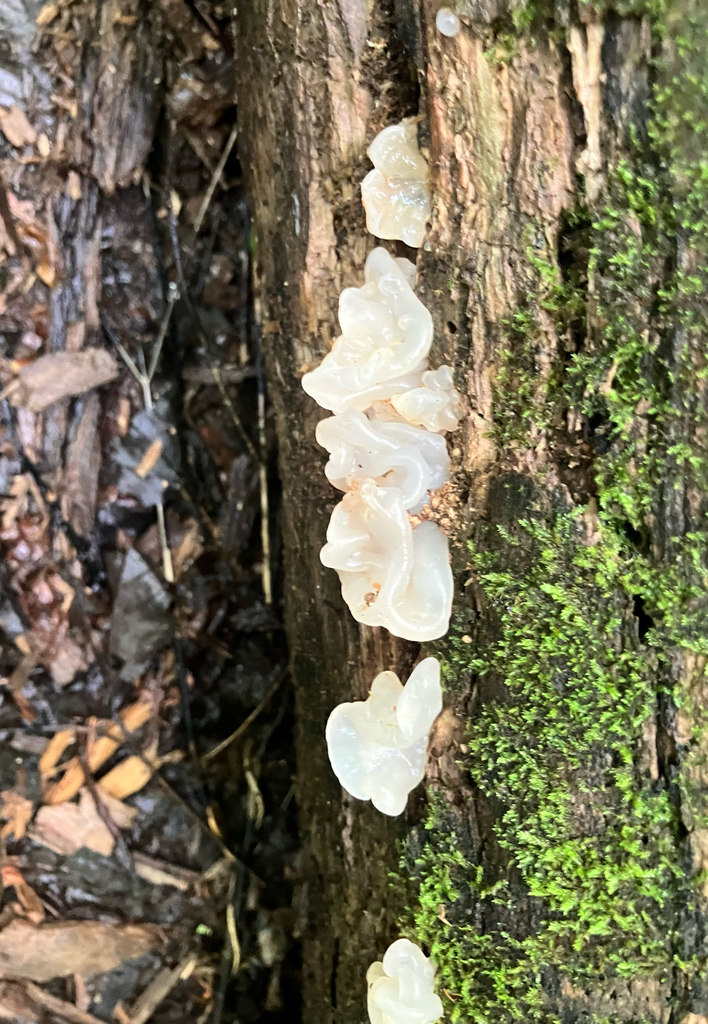 white jelly fungus · May 2026 · photo: Photo: (c) River Ahlquist, some rights reserved (CC BY) · iNaturalist