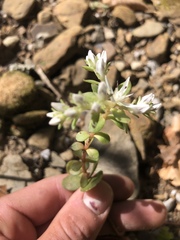 Sedum ternatum