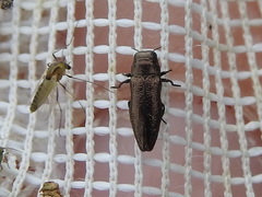 Taphrocerus agriloides