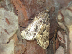 Aglossa caprealis