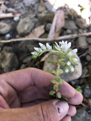 Sedum ternatum