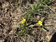 Ranunculus alismifolius
