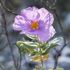Cistus albidus