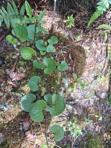 Viola kauaensis observed 2026-05-14