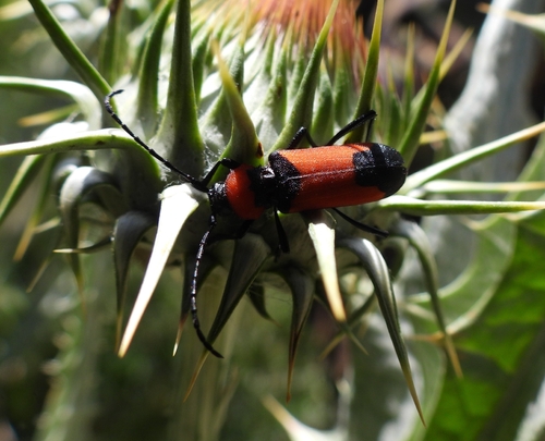 Purpuricenus barbarus