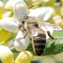 Apis mellifera