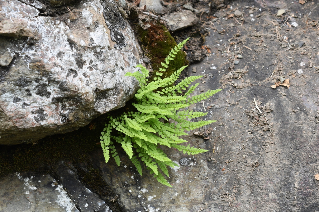 smooth woodsia